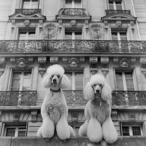 French Poodles Wall Art