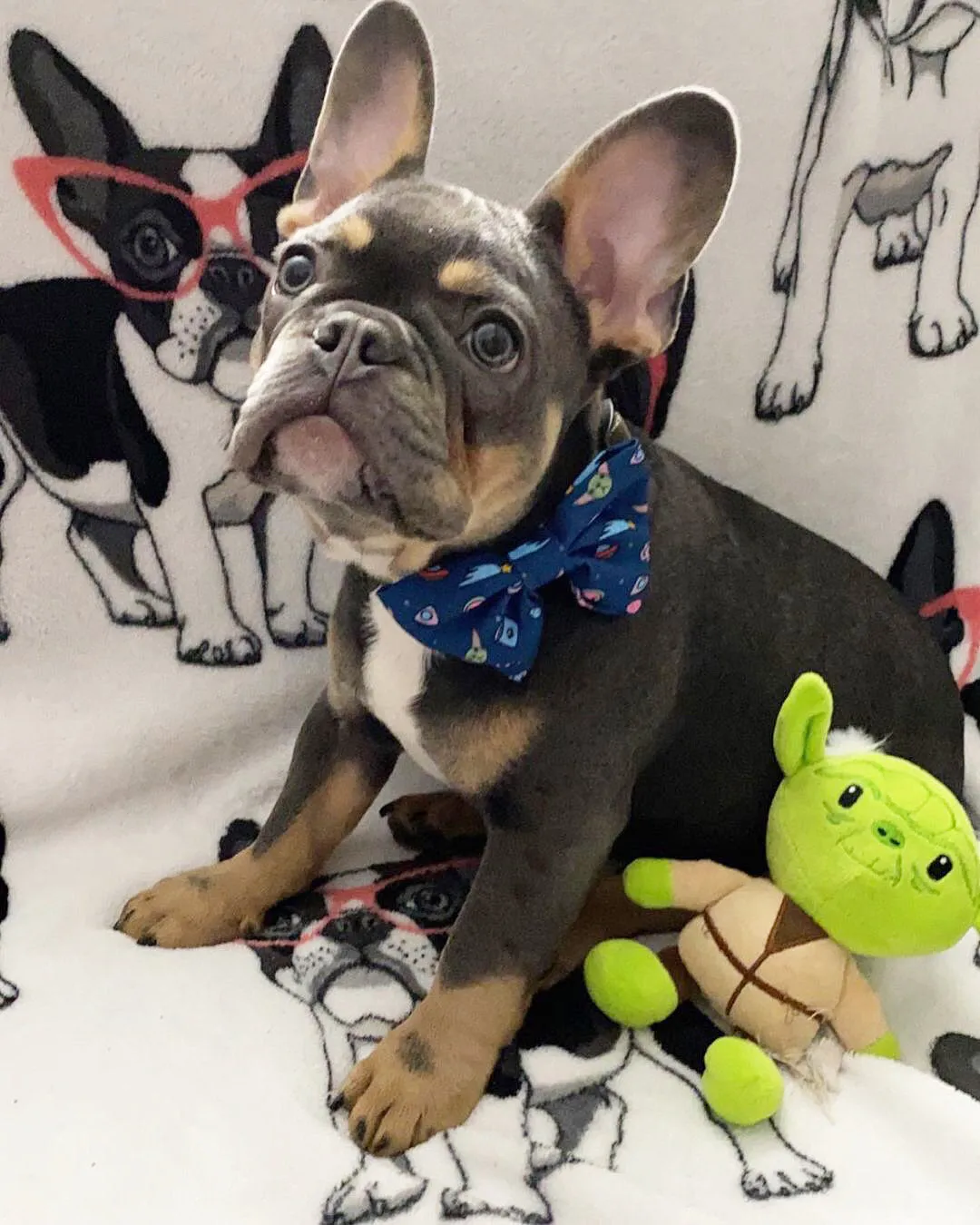 Frenchiestore dog Bowtie | The Child